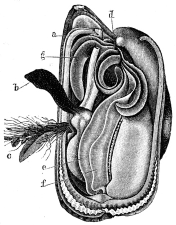 Mytilus edulis - an illustration to article  Flabby and tunicates of the encyclopedia publishers Education, St  Petersburg, Russian Empire, 1896 のeditorial素材