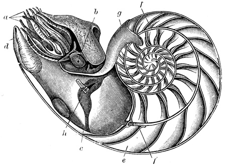 Nautilus pompilius - an illustration to article  Flabby and tunicates of the encyclopedia publishers Education, St  Petersburg, Russian Empire, 1896 のeditorial素材
