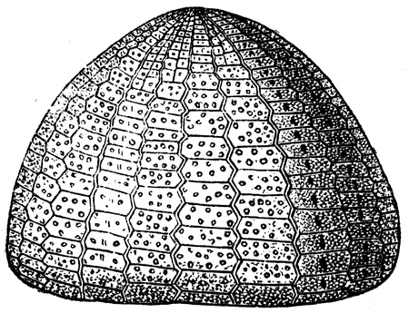 sea urchin Ananchytes ovata - an illustration to article  Cretaceous of the encyclopedia publishers Education, St  Petersburg, Russian Empire, 1896のeditorial素材