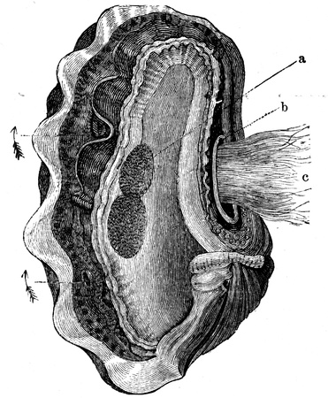 Tridata mutia - an illustration to article  Flabby and tunicates of the encyclopedia publishers Education, St  Petersburg, Russian Empire, 1896 のeditorial素材