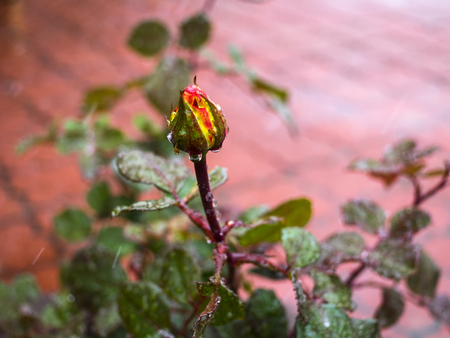 Red rose in snowの写真素材