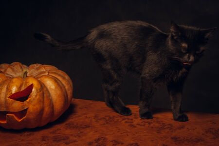 Black cute little cat with pumpkin over blackの写真素材