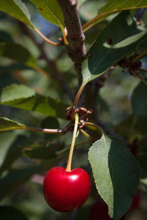 Wild cherry berry on a tree