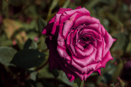 One purple rose in a gradenの写真素材