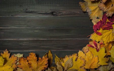 Maple leaves frame over wooden planks