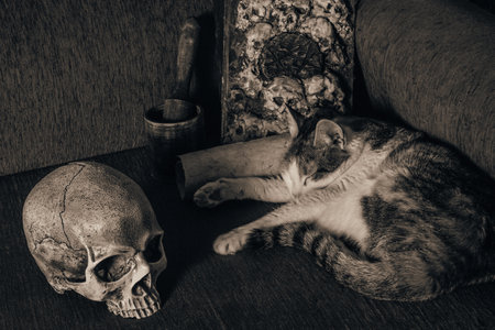 skull, spell book and cute cat on a sofa