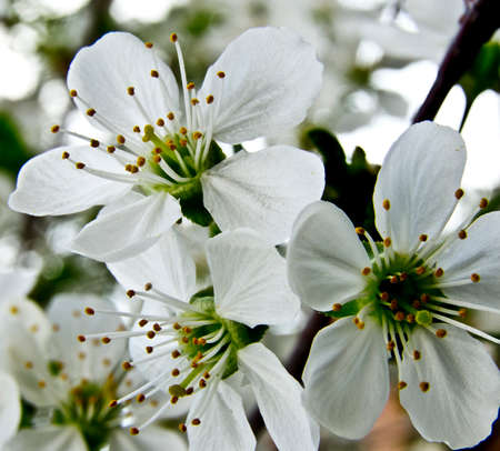 macro photo of blooming treeの写真素材