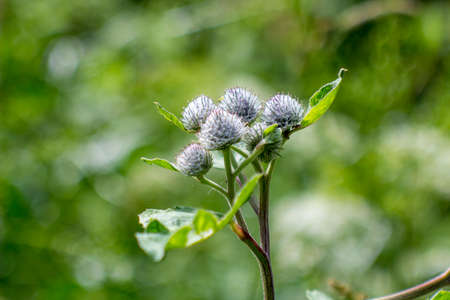 burdockの写真素材