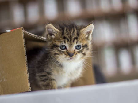 kitten