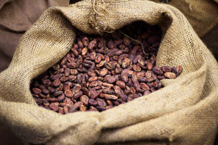 cocoa bean