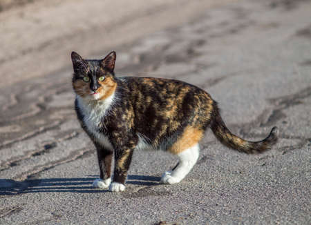 cat tri-color