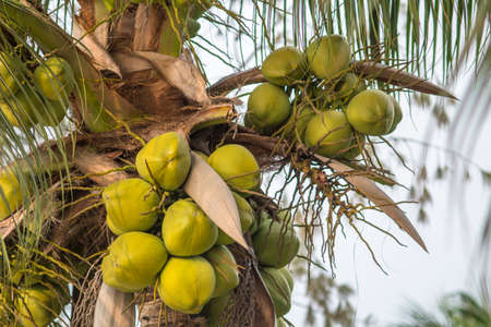 coconut