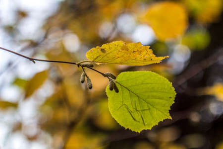 autumn in Russia