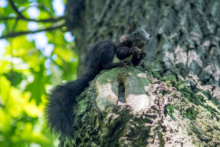 black squirrelの写真素材