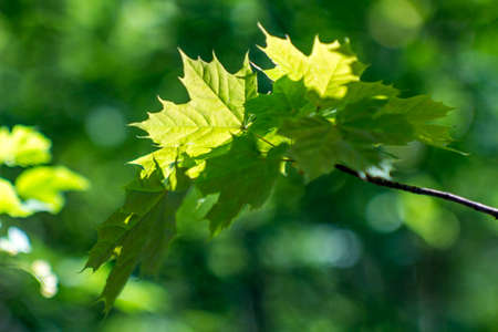 green maple leaves