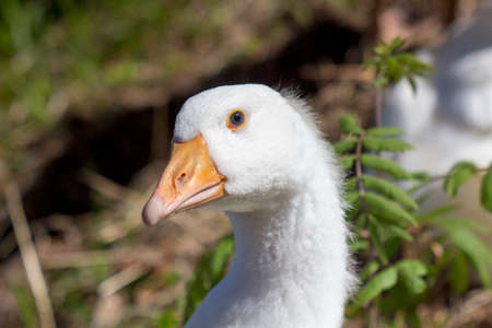 gooseの写真素材