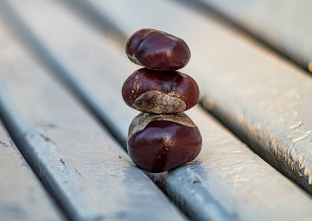 chestnut