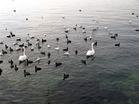  Birds in the black sea.Winter. Crimea. Sevastopol.  の写真素材