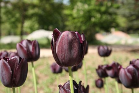 The lawn of black tulips.の写真素材