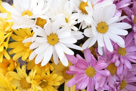 the chrysanthemums of three colors in one groupの写真素材