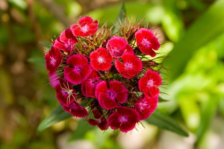 the pink flowers in garden.  の写真素材