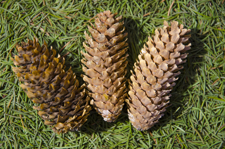 Three cones lie on green spruce needles.の写真素材