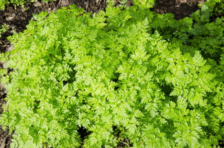 Thick grass chervil has a rich green color.
