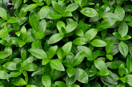 Periwinkle is a grassy creeping plant, like a background.の写真素材