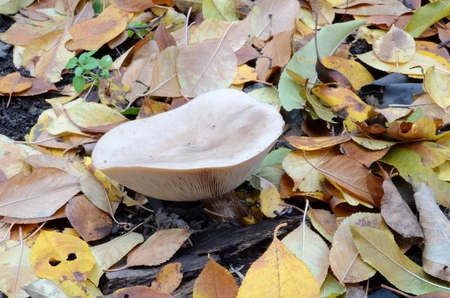 The white fungus grows in the autumn.の写真素材