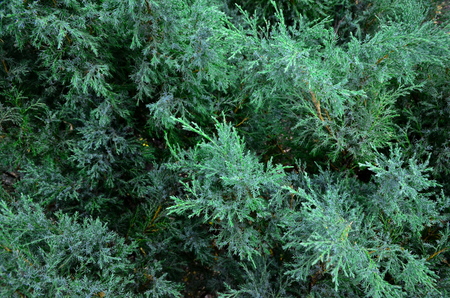 A thick juniper bush.の写真素材