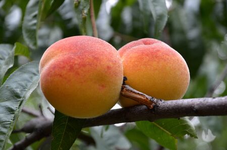 Two ripe red-orange peaches on a branch shot closeup.の写真素材
