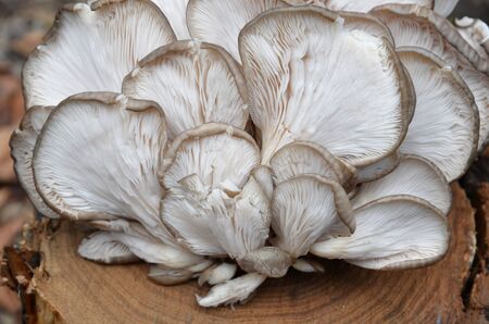 A bunch of oyster mushrooms lies on an old stump.の写真素材