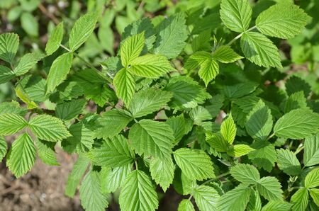 A raspberry bush without fruit is taken at the end of spring.