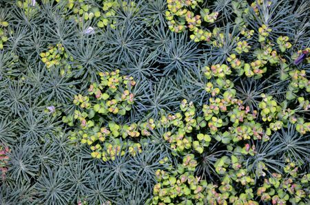 Natural background consists of flowered cypress milk.の写真素材
