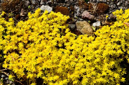 Small flowers stonecrop caustic grow on stones in combination with moss.