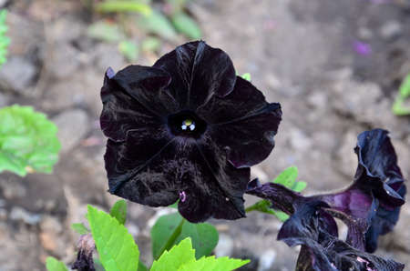 Dark burgundy petunia flower close-up.の写真素材