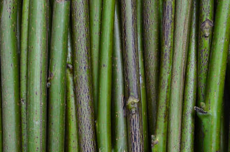 Background from vertical twigs of walnut as a background.の写真素材