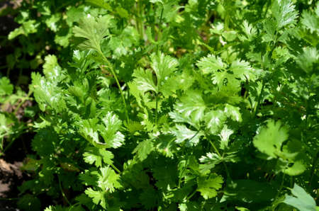 Plantation of juicy cilantro in sunny weather.