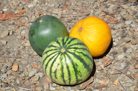Two different varieties of watermelons and a melon.の写真素材