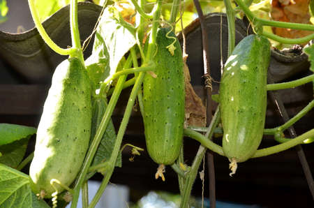 Three ripe juicy cucumbers on a warm autumn day.の写真素材
