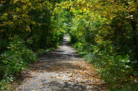 An old asphalt road runs through a picturesque park.