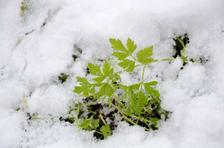Parsley grows among the fallen snow.の写真素材
