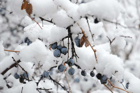 The winter landscape consists of a snow-covered blackthorn bush with berries.の写真素材
