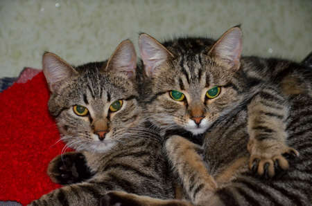 The cat and the cat lie in an embrace on a red cloth.