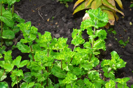 Curly mint is an excellent spice added to tea.