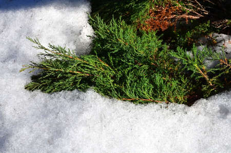 Fragrant branch of juniper covered with snow.の写真素材
