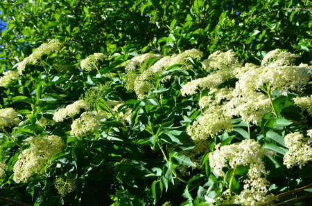 The dense flowering of the elderberry bush has a specific smell.の写真素材