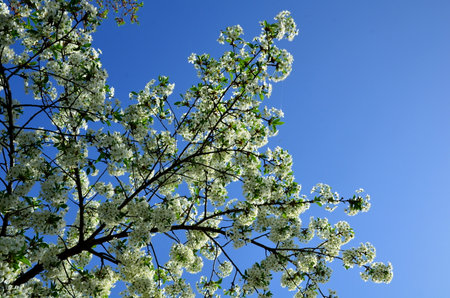 Blooming crown of a cherry tree against a bright blue sky.の写真素材