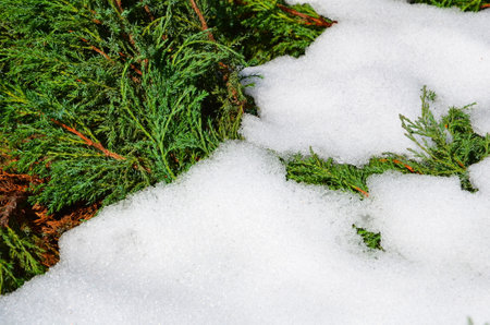 The natural background consists of juniper branches and snow.の写真素材