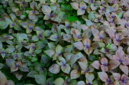 Plantation in the flowerbeds of the basil, shot close-up